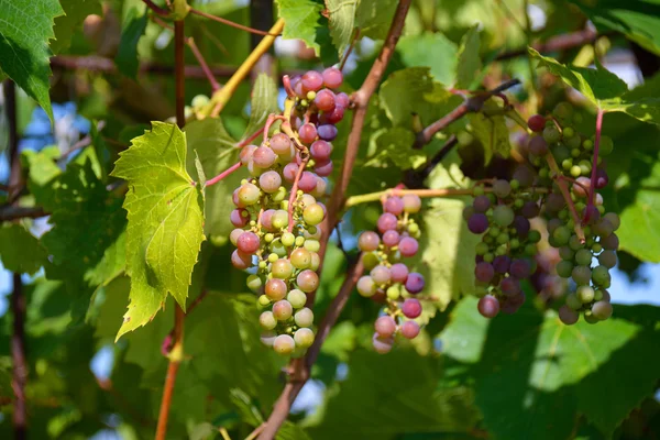Grappoli d'uva sulla vite con il bel tempo — Foto Stock