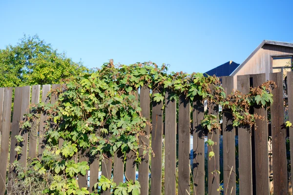 Humulus na cerca de madeira — Fotografia de Stock