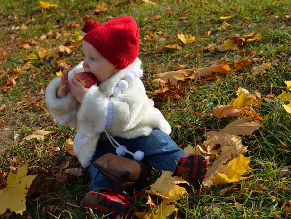Maluch w białe futro siedzi na jesieni pozostawia — Zdjęcie stockowe