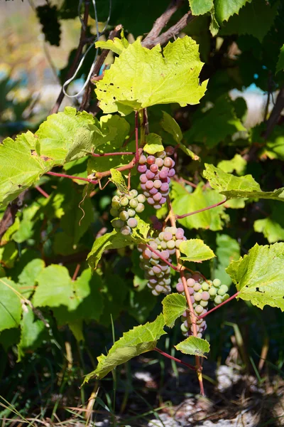 Uva in vigna con il bel tempo — Foto Stock