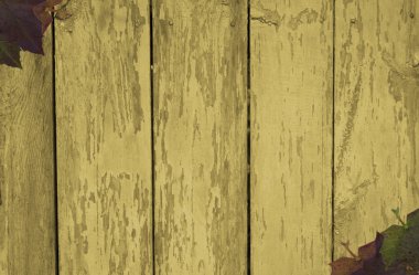 akçaağaç yaprakları ile çizilmiş arka plan