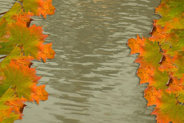 Hösten bakgrund med gulaktigt vatten och pulserande lönnlöv — Stockfoto