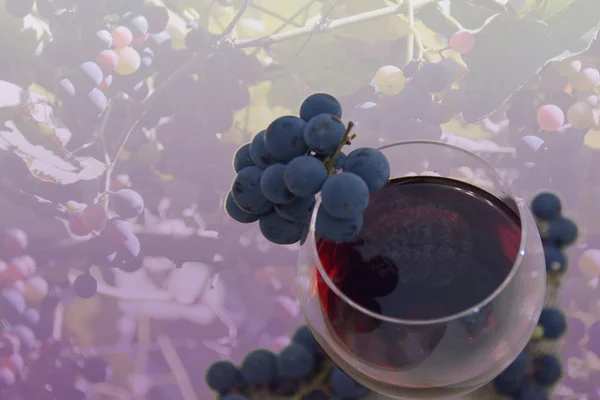 Copa de vino con uvas — Foto de Stock