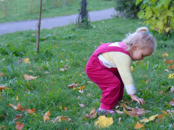 Cute toddler picking maple leaves from the ground — Stock Photo, Image