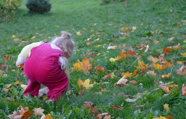 Toddler dziewczynka zbieranie liści z ziemi, — Zdjęcie stockowe
