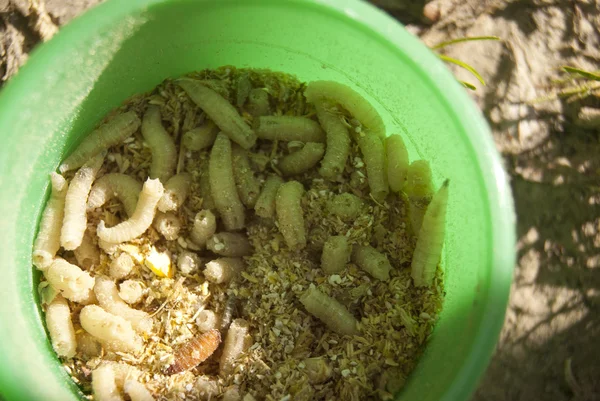 Gusanos en una cesta de plástico — Foto de Stock