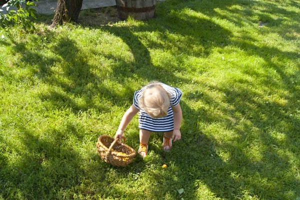 Κορίτσι μικρό παιδί συγκεντρώνει βερίκοκα από το έδαφος — Φωτογραφία Αρχείου