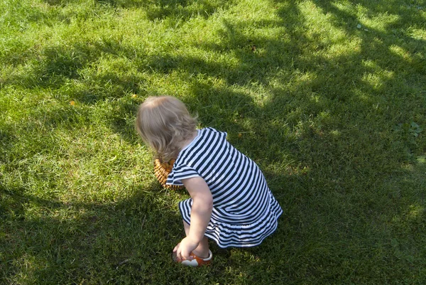 Toddler girl under the apricot tree gathering apricots — Stock Photo, Image