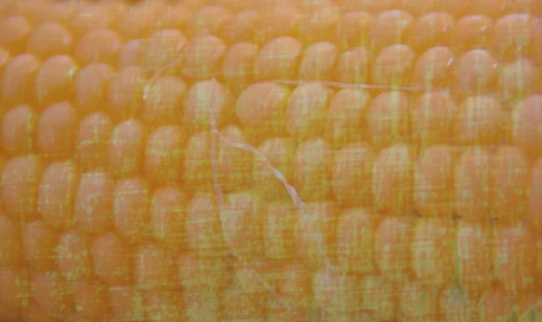 Textura da espiga de milho não coberta, com fibras — Fotografia de Stock
