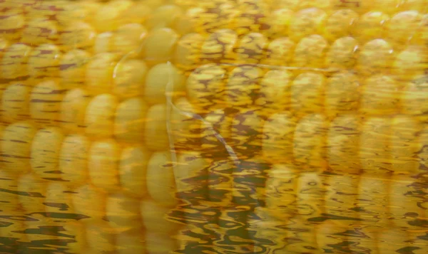 Textura da espiga de milho não coberta, com fibras — Fotografia de Stock