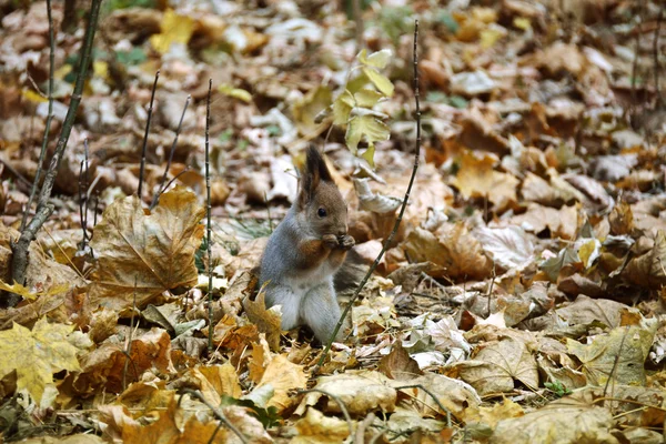 Ardilla en las hojas de otoño en el bosque — Foto de Stock