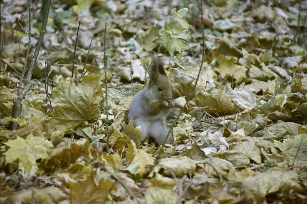 La alimentación de la ardilla en las hojas de otoño — Foto de Stock