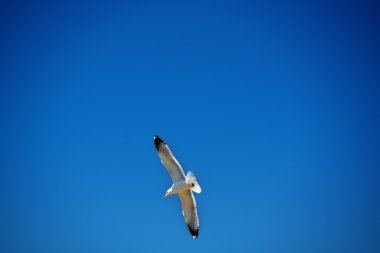 Sevan Gölü 'nde beyaz martı 