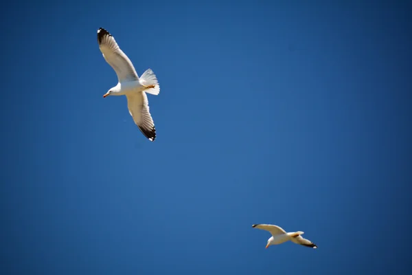 Gulls in the blue sky in Armenia — Stock Photo, Image