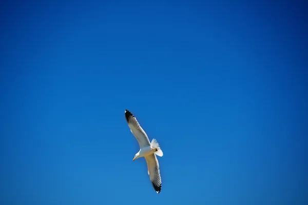 Sevan Gölü 'nde beyaz martı 