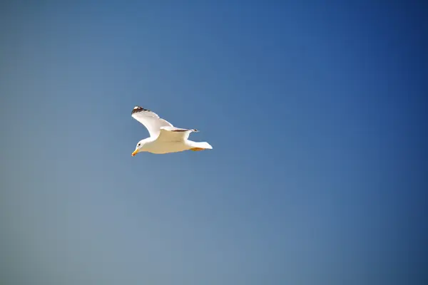 Gull in the sky over Sevan lake — Stock Photo, Image