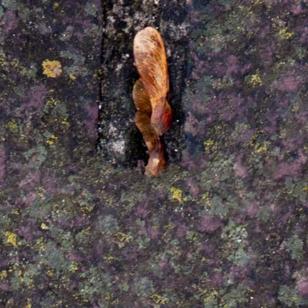 grunge doku arkaplanı, soyut desen, grunge duvar arkaplanı