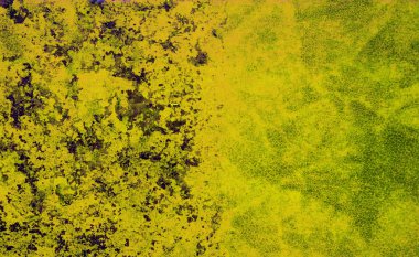 sisli iğne yapraklı ağaç içinde ağaç patika