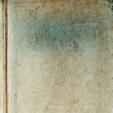 sisli iğne yapraklı ağaç içinde ağaç patika