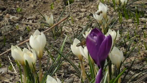 Flores de cocodrilo y abeja Metraje De Stock Sin Royalties Gratis