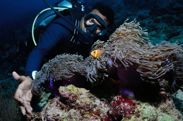 Diver and clownfish — Stock Photo, Image