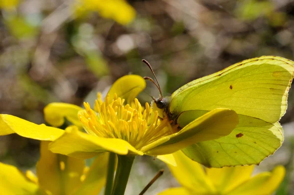 Caléndulas de pantano y mariposa —  Fotos de Stock