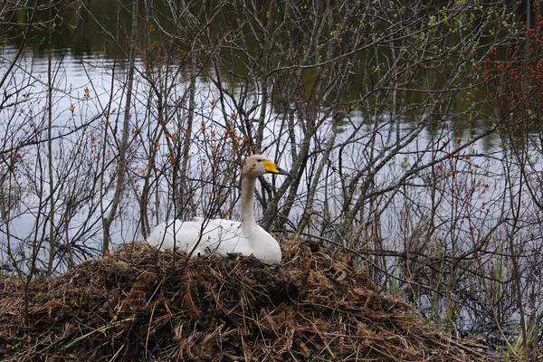 Nesting whooper swan — Stock Photo, Image