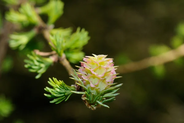 Çiçek açan larch dal