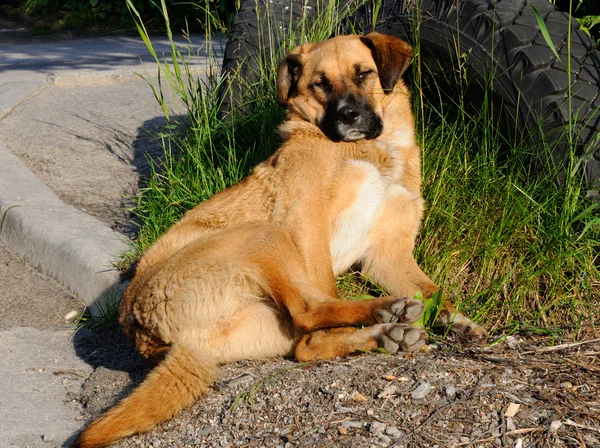 雑種犬の日光浴 — ストック写真