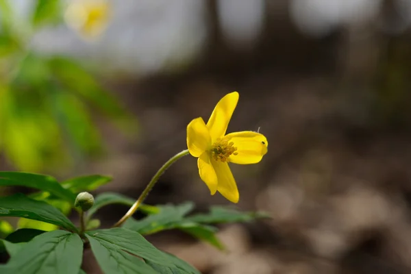 Gul anemonblomst - Stock-foto