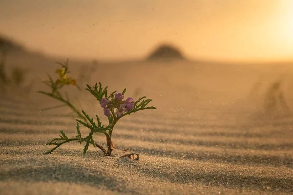 Şafakta doğal ortamlarında Baltık deniz roketi (Çakıl Balta) çiçekleri, şiddetli bir rüzgar esiyor, kameraya kum taneleri savruluyor, Curonian Spit, Kalininingrad bölgesi, Rusya