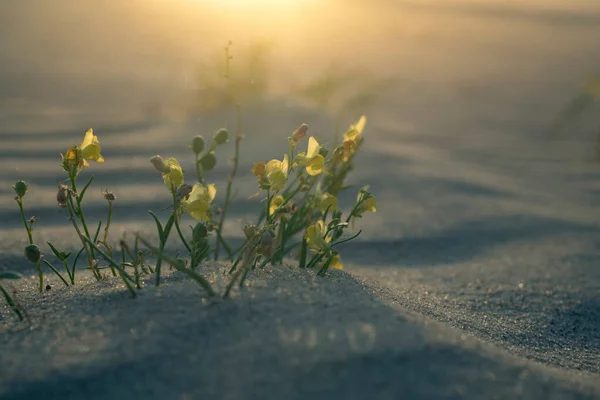 A group of blooming Gallwort (Linaria loeselii) in its natural environment at dawn with a sand spirit hiding in a dune, grains of sand are blown up into the camera, Curonian Spit, Kaliningrad region, Russia