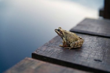 A frog is sitting on the edge of a wooden pier, Kaliningrad region, Russia clipart