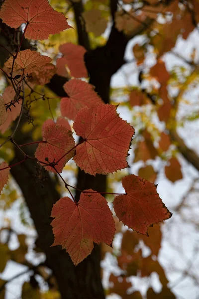 Ağaç gövdesine kırmızı üzüm yaprakları, Moskova, Rusya