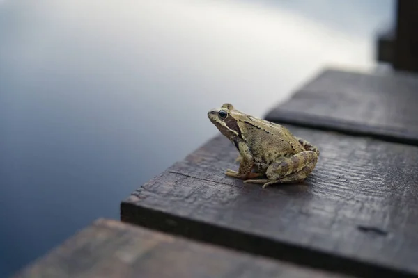 Groda Sitter Kanten Träbrygga Kaliningradregionen Ryssland — Stockfoto