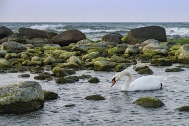 Baltık sularında bir kuğu yüzüyor alacakaranlıkta, Baltık kıyılarında, Kalininingrad bölgesinde, Rusya