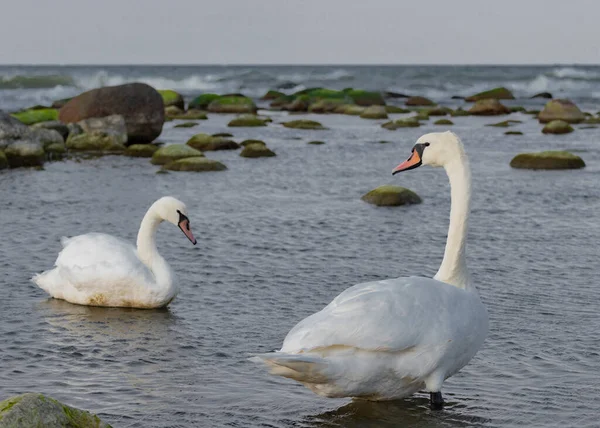 Swans Feeding Shallow Waters Dusk Baltic Coast Kaliningrad Region Russia — Stock Photo, Image