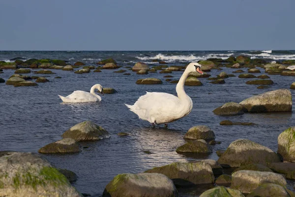 Los Cisnes Alimentan Aguas Poco Profundas Atardecer Costa Báltica Región —  Fotos de Stock