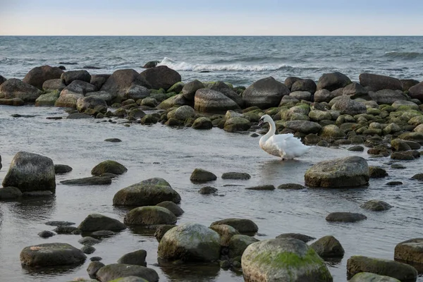 Bir kuğu alacakaranlıkta, Baltık kıyılarında, Kaliningrad bölgesinde, Rusya 'da sığ sularda duruyor.