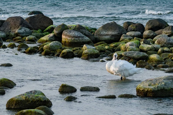 Cisne Está Parado Las Aguas Poco Profundas Atardecer Costa Báltica —  Fotos de Stock