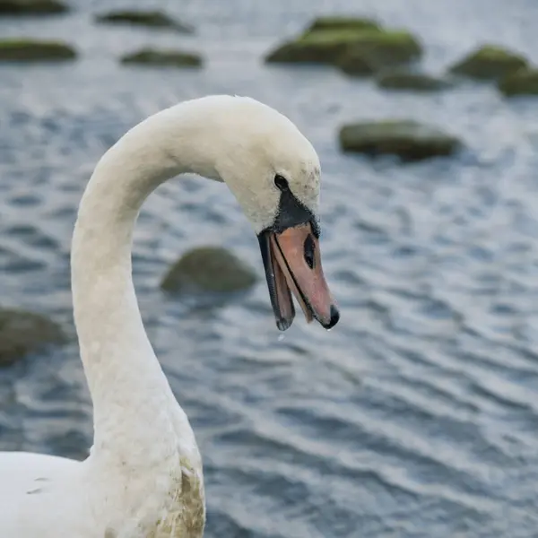 Bir kuğu alacakaranlıkta, Baltık kıyılarında, Kaliningrad bölgesinde, Rusya 'da sığ sularda duruyor.