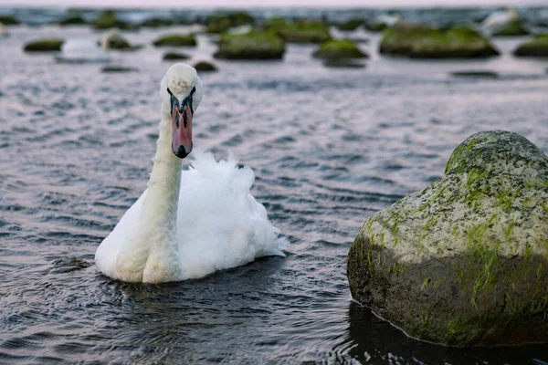 Cisne Está Flutuando Nas Águas Bálticas Entardecer Costa Báltico Região — Fotografia de Stock