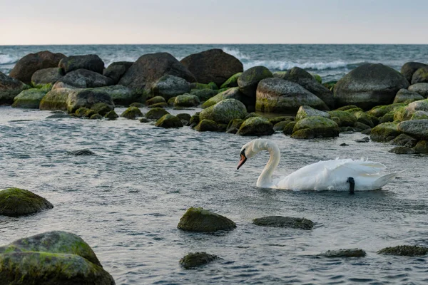 Baltık sularında bir kuğu yüzüyor alacakaranlıkta, Baltık kıyılarında, Kalininingrad bölgesinde, Rusya