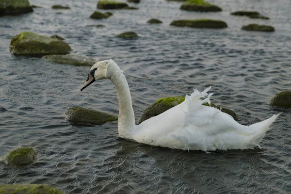 Svan Flyter Östersjön Skymningen Östersjökusten Kaliningradregionen Ryssland — Stockfoto