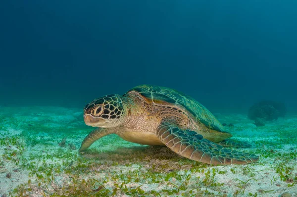 Een Zeeschildpad Staat Een Zandbodem Bedekt Met Lepel Zeegras Balicasag — Stockfoto