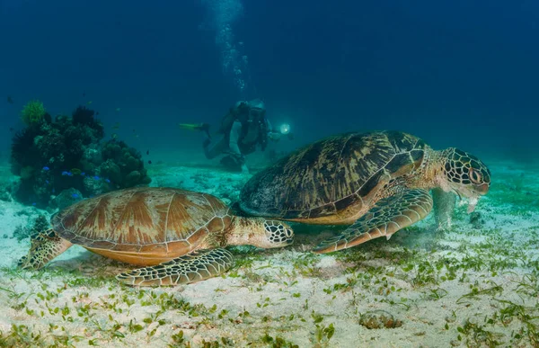 Buzo Está Mirando Las Tortugas Isla Balicasag Filipinas — Foto de Stock