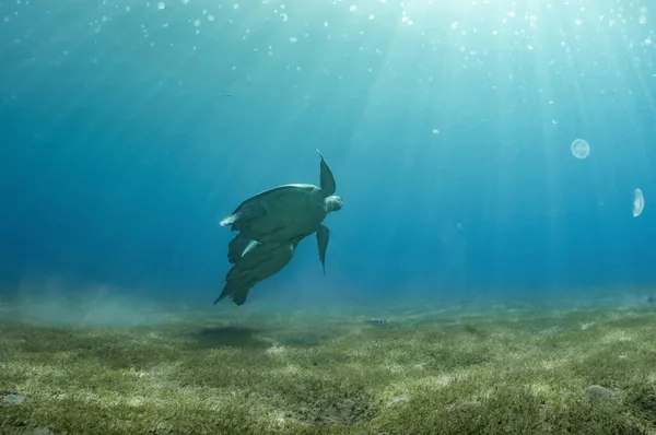Bir Çift Kaplumbağa Denizanası Yiyor Marsa Alam Mısır — Stok fotoğraf