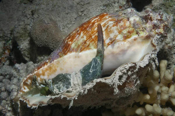 Sifonu kalkık ve göz sapı uzatılmış bir Strombus yumuşakçası, Marsa Alam, Mısır
