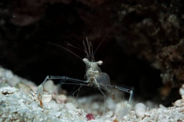 Kırmızı pençe cuapetes karides (Cuapetes tenuipes lat.) Filipinler, Panglao 'daki yuvasının önünde duruyor.
