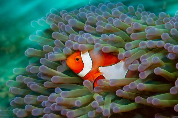 Western Clownfish Western Clownfish Ocellaris Clownfish False Percula Clownfish Verstopt — Stockfoto